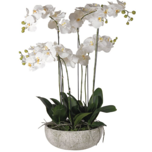 Beautiful white orchid in ceramic bowl with radiant real feel flowers Dimensions: H:97 W: 65 L: 65 cm.