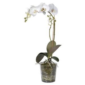 A poetic looking single white large orchid arranged in a pot shaped glass bowl Dimensions: H:63 W: 35 L: 35 cm.