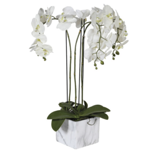 Large white orchids beautifully arranged in a square marble effect pot. Dimensions: H:75 cm.